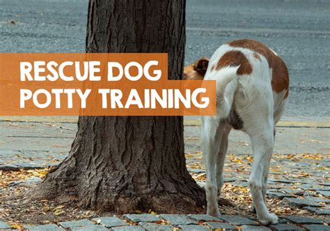 Potty training rescue dog. Things To Know About Potty training rescue dog. 